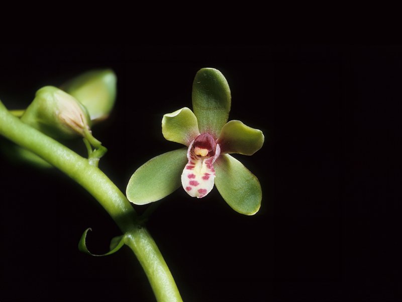 Asli Sumatra, Anggrek Hartinah: Si Bintang Kuning dari Tepian Danau Toba dan Aceh yang Nyaris Hilang