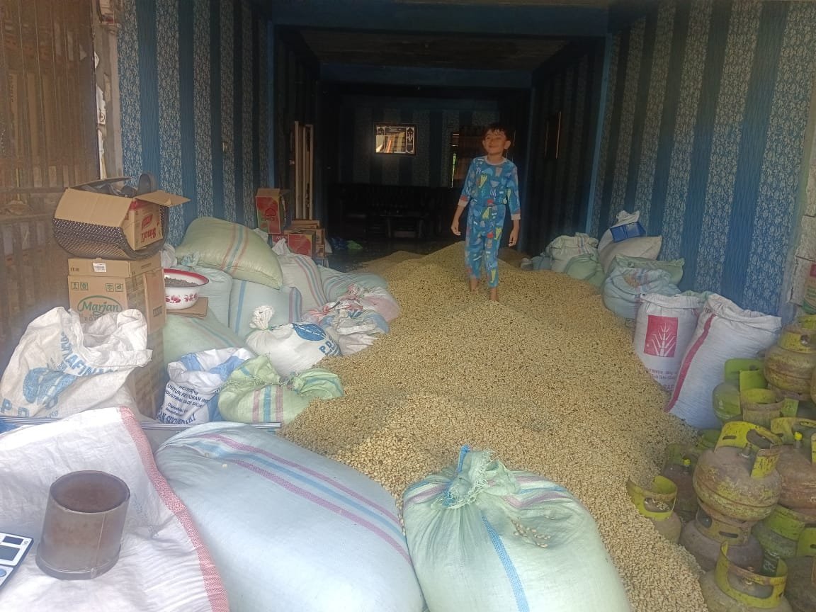 Harga Gabah Kopi Arabika di Gayo Lues Turun Mendadak, Segini Harga Jual P